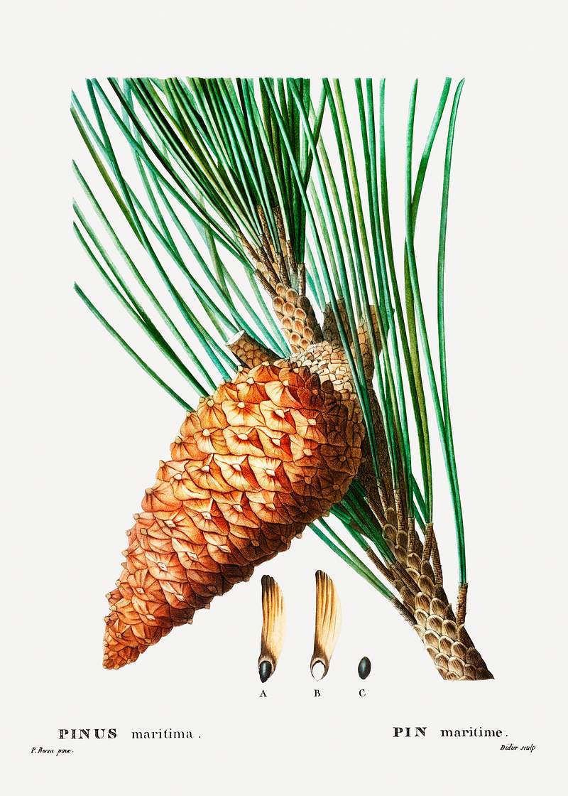 An enlarged picture of maritime pine (Pinus maritima) from Traité des Arbres et Arbustes que l’on cultive en…