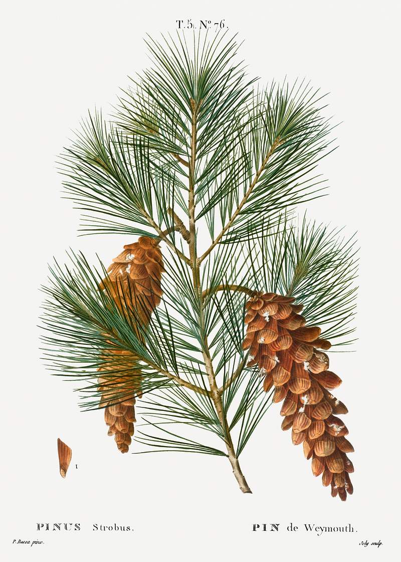 White pine, Pinus strobusfrom Traité des Arbres et Arbustes que l’on cultive en France en pleine terre…