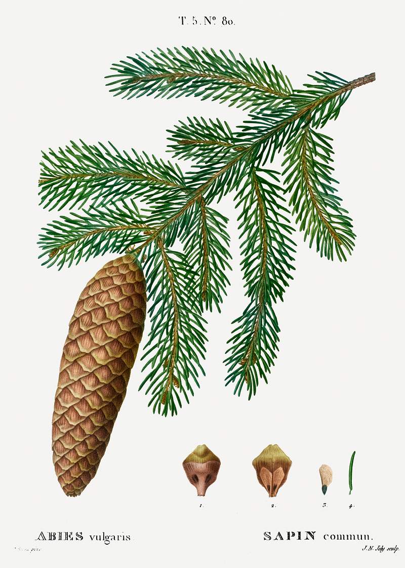 Norway spruce, Abies vulgaris from Traité des Arbres et Arbustes que l’on cultive en France en pleine terre…