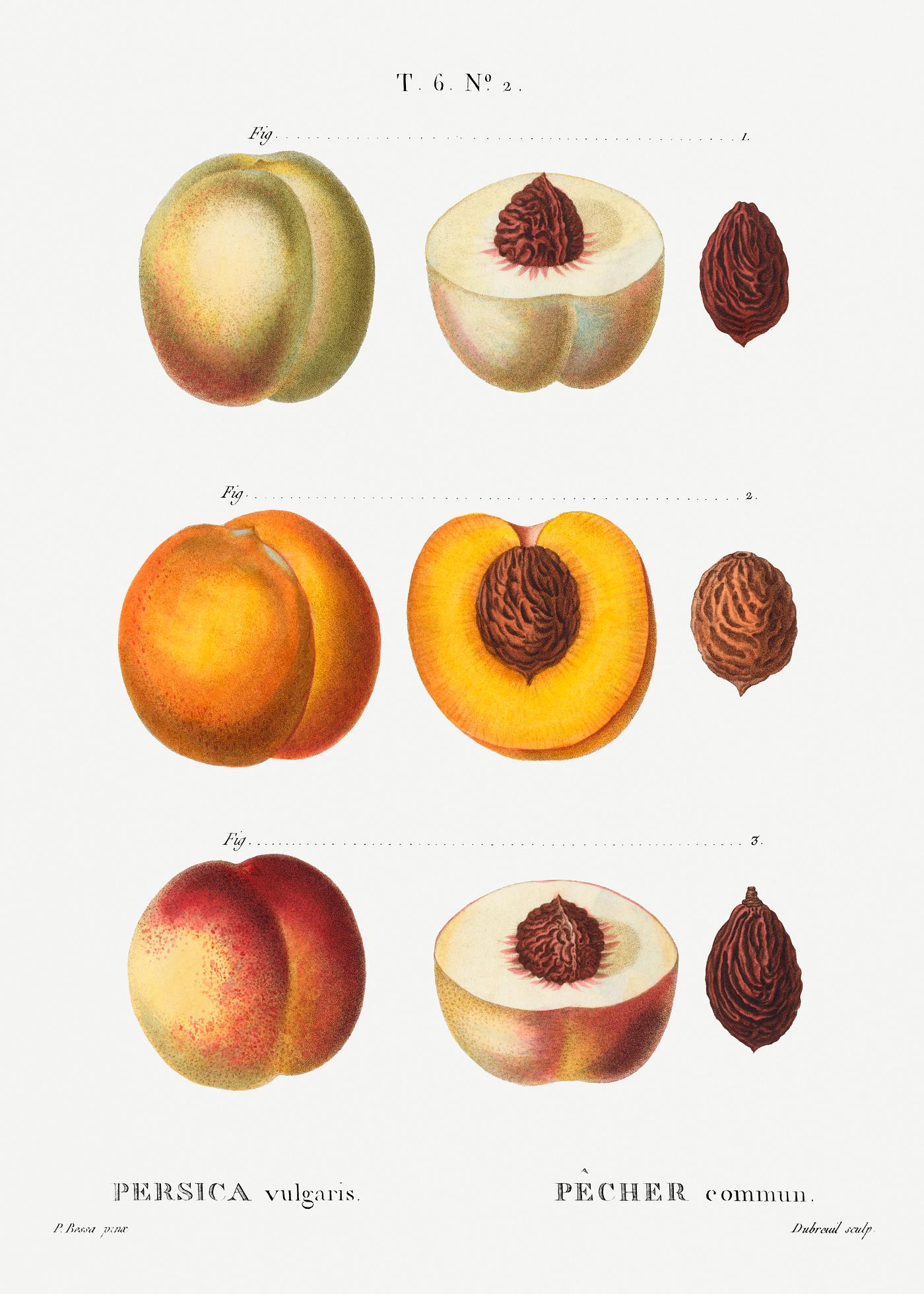 Peach (Persica vulgaris) from Traité des Arbres et Arbustes que l’on cultive en France en pleine terre (1801... Peach (Persica vulgaris) from Traité des Arbres et Arbustes que l’on cultive en France en pleine terre (1801...