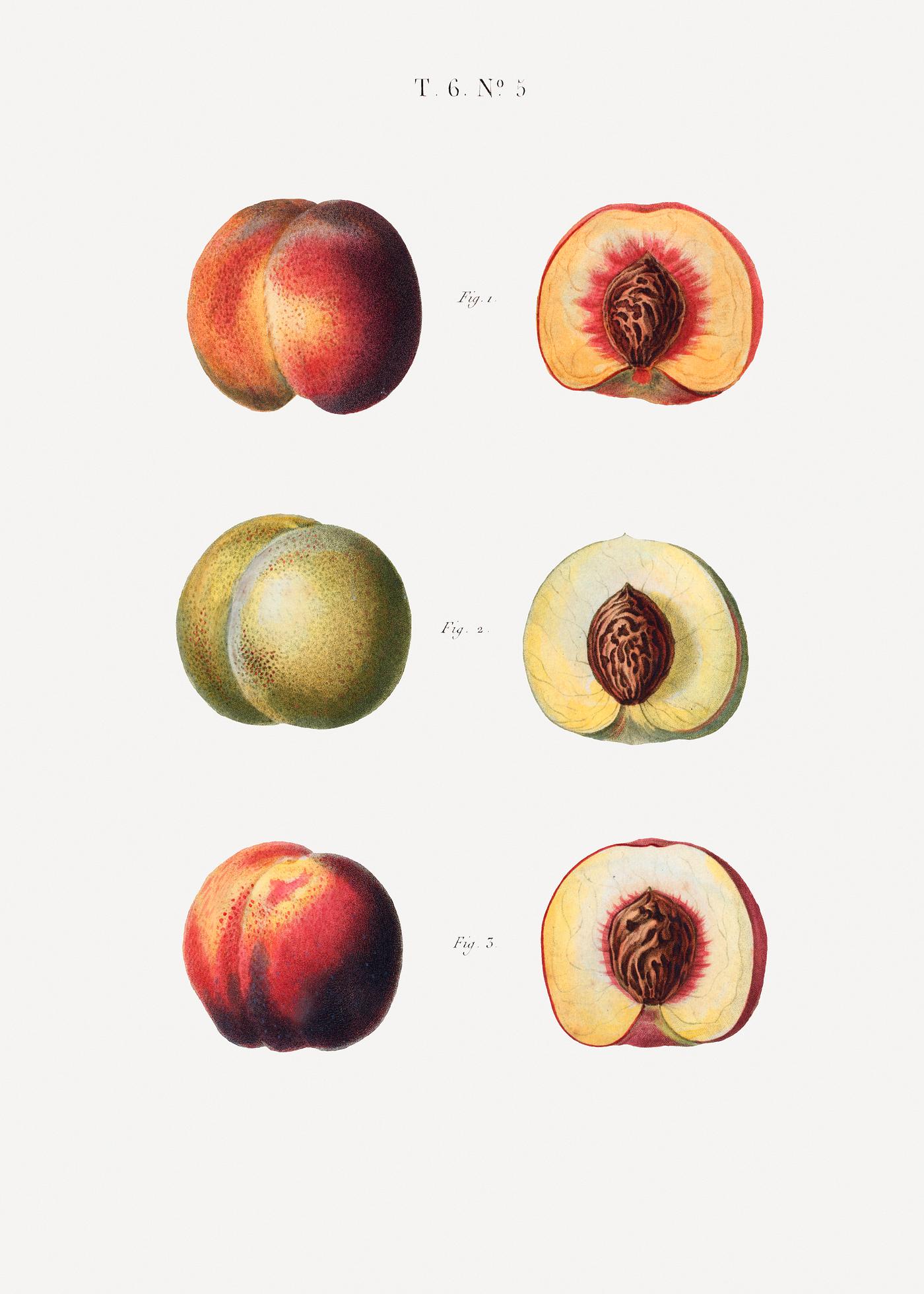 Peaches, Persica vulgaris from Traité des Arbres et Arbustes que l’on cultive en France en pleine terre (1801... Peaches, Persica vulgaris from Traité des Arbres et Arbustes que l’on cultive en France en pleine terre (1801...