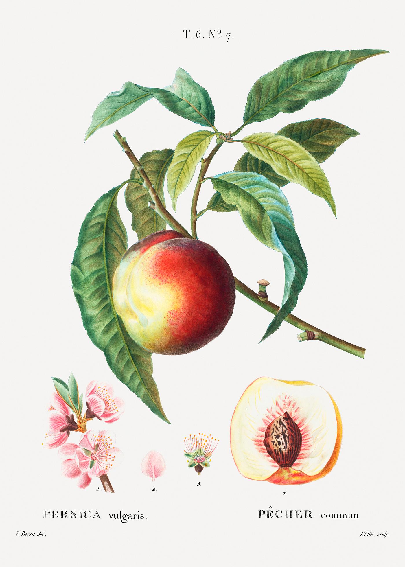 Peach (Persica vulgaris) from Traité des Arbres et Arbustes que l’on cultive en France en pleine terre (1801... Peach (Persica vulgaris) from Traité des Arbres et Arbustes que l’on cultive en France en pleine terre (1801...