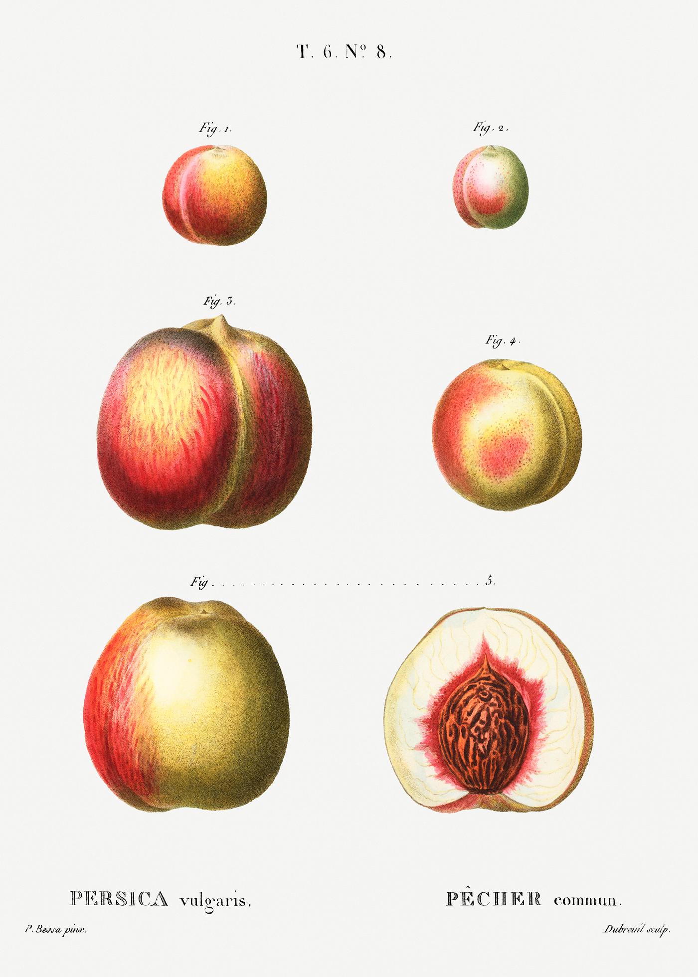 Peach (Persica vulgaris) from Traité des Arbres et Arbustes que l’on cultive en France en pleine terre (1801... Peach (Persica vulgaris) from Traité des Arbres et Arbustes que l’on cultive en France en pleine terre (1801...