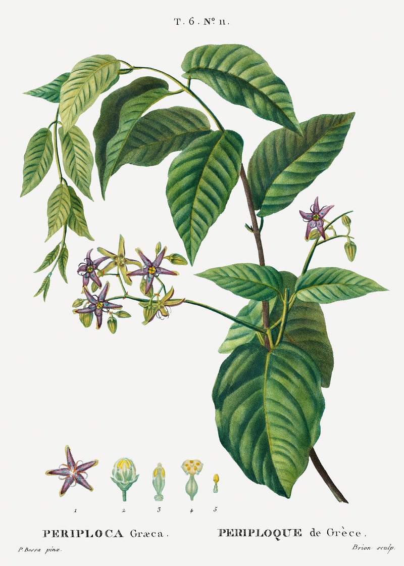 Silkvine, Periploca Graeca from Traité des Arbres et Arbustes que l’on cultive en France en pleine terre…