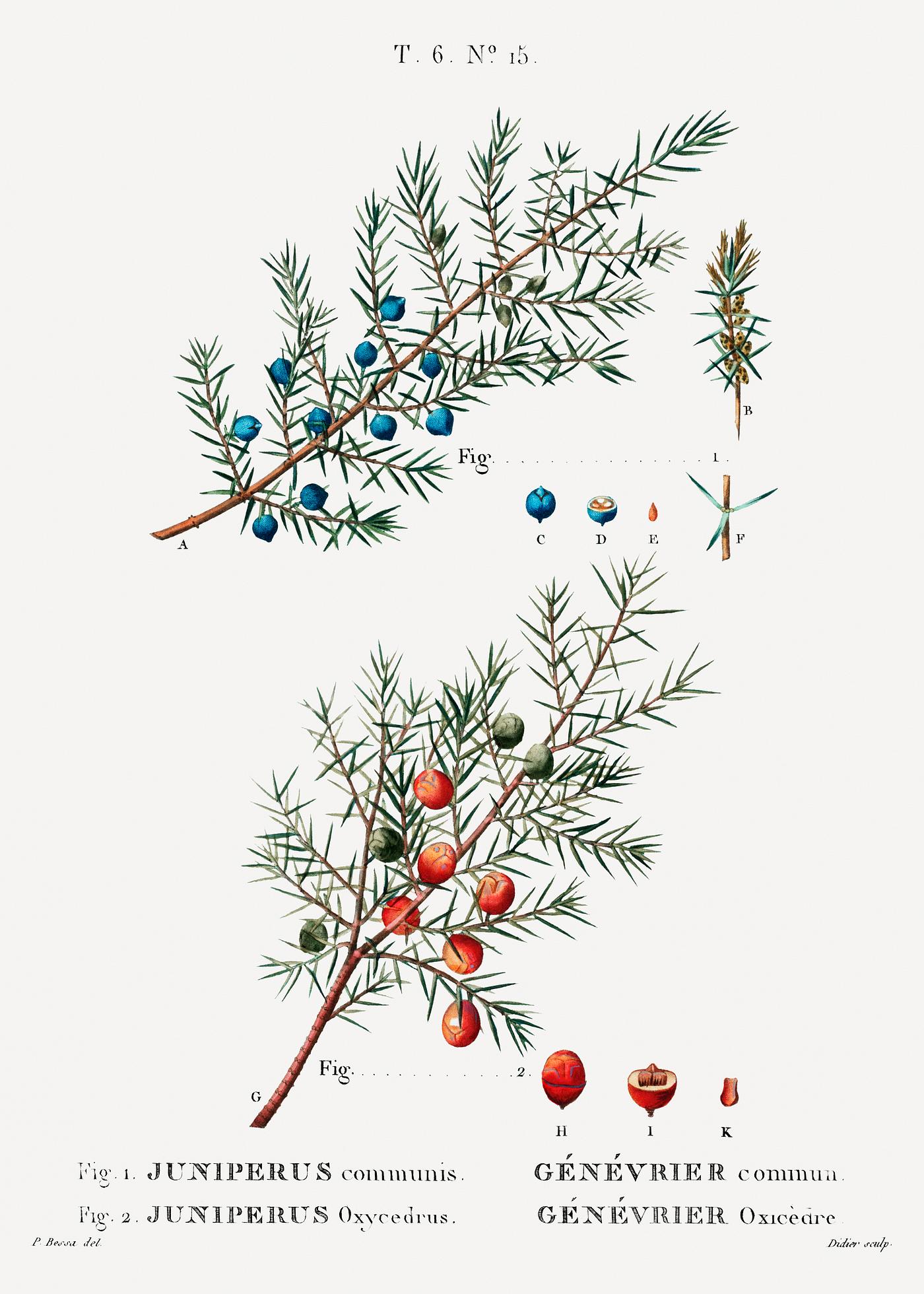 Common juniper (Juniperus communis) from Traité des Arbres et Arbustes que l’on cultive en France en pleine... Common juniper (Juniperus communis) from Traité des Arbres et Arbustes que l’on cultive en France en pleine...