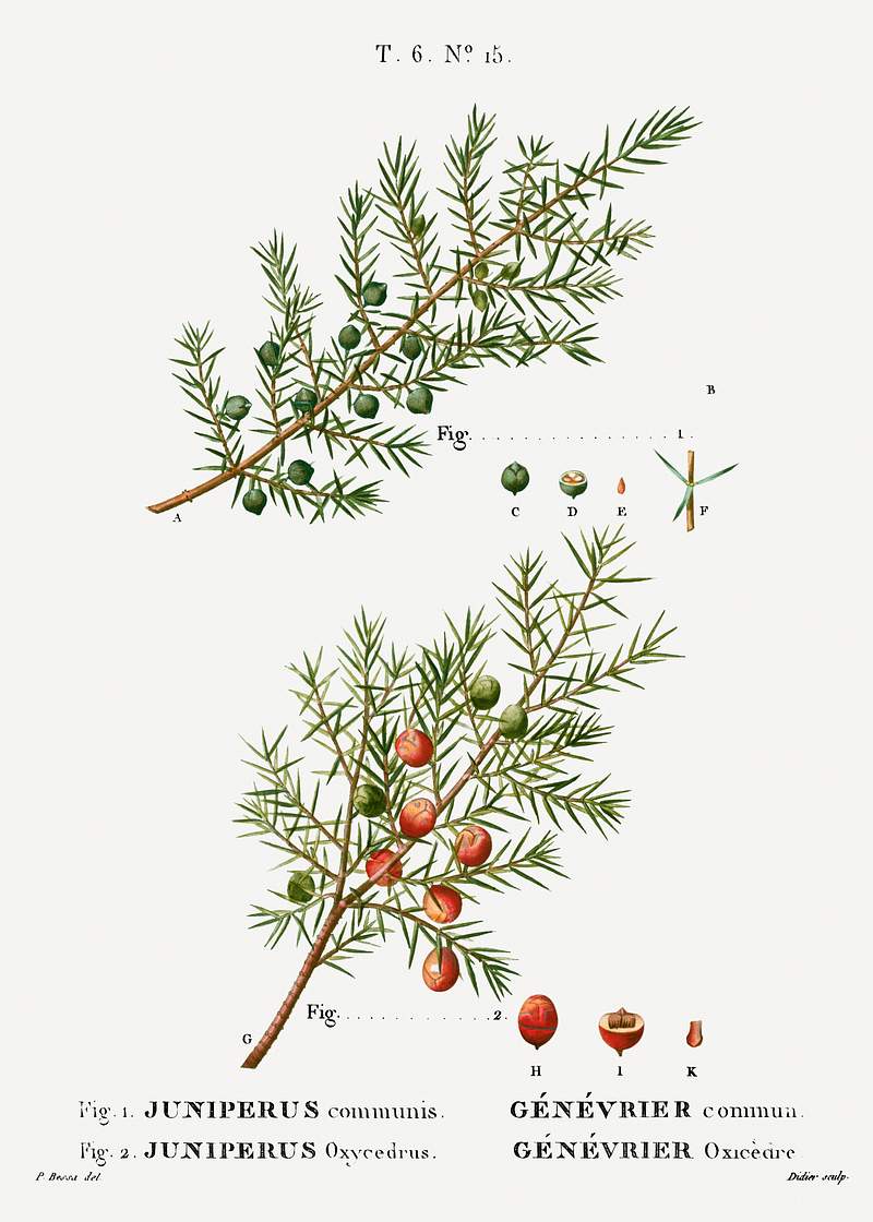 Common and prickly juniper | Free public domain illustration Common juniper, Juniperus communis and Prickly juniper , Juniperus oxycedrus from Traité des Arbres et Arbustes que…