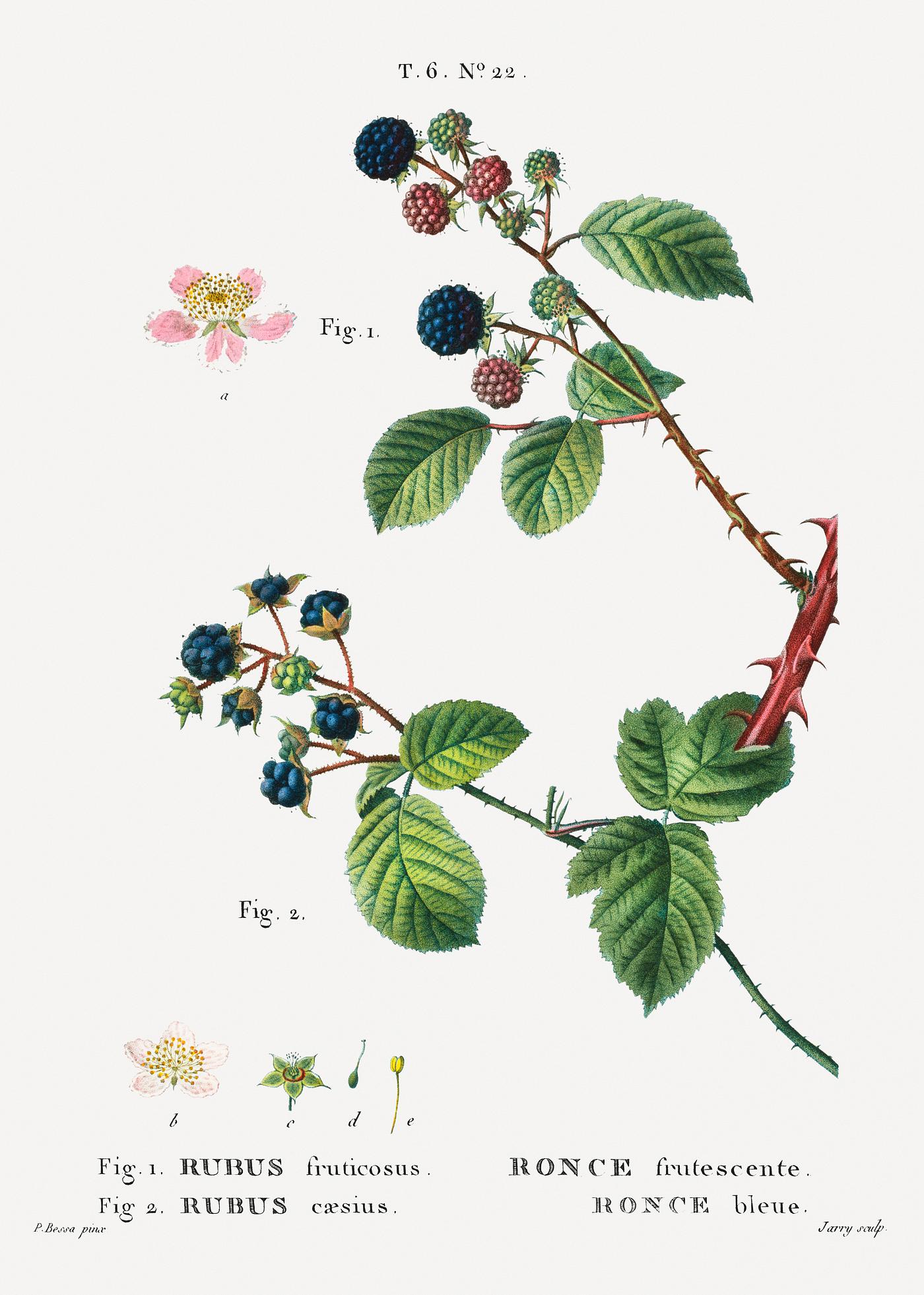 1. Blackberry (Rubus fruticosus) 2. Dewberry (Rubus caesius) from Traité des Arbres et Arbustes que l’on... 1. Blackberry (Rubus fruticosus) 2. Dewberry (Rubus caesius) from Traité des Arbres et Arbustes que l’on...