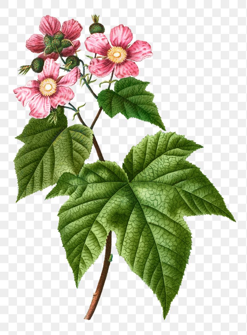 Blooming Smoketree flower | Free transparent png - 568095