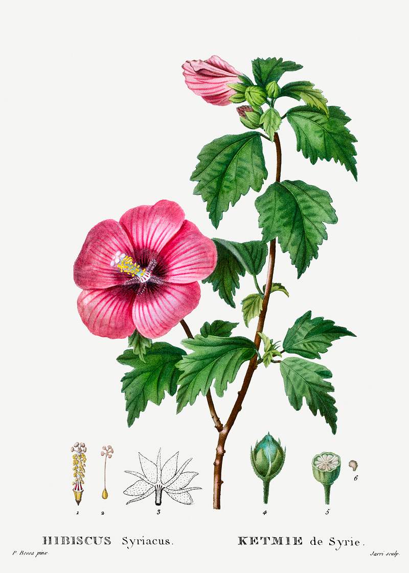 Rose of Sharon (Hibiscus syriacus) from Traité des Arbres et Arbustes que l’on cultive en France en pleine terre…