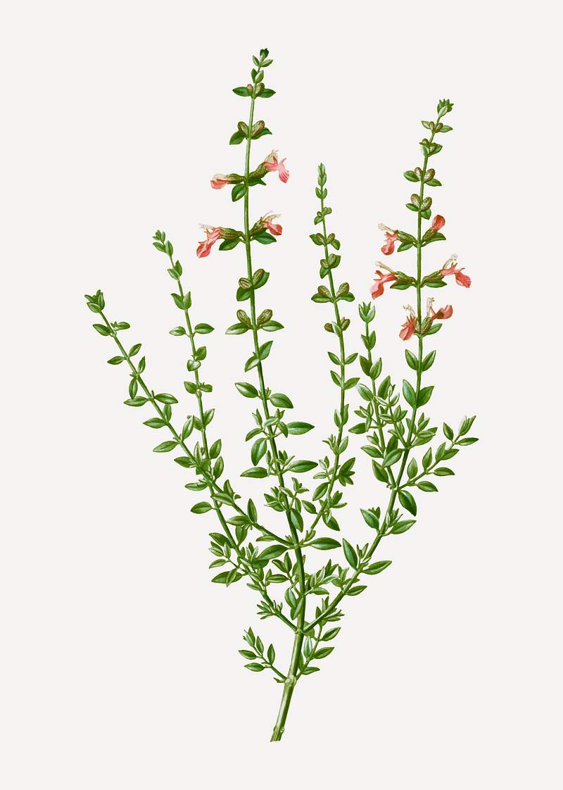 VIntage cat thyme plant vector | Premium Vector - rawpixel