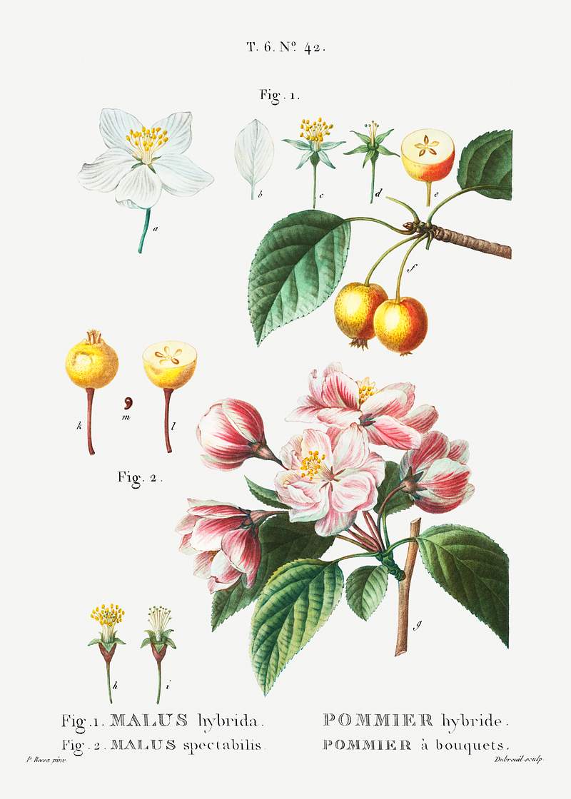 1. Flowering crabapple (Malus hybrida) 2. Chinese flowering apple (Malus spectabilis) from Traité des Arbres et…