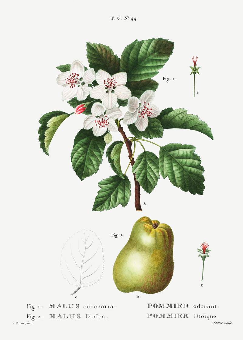 1. Sweet crabapple (Malus coronaria) 2. Apple (Malus dioica) from Traité des Arbres et Arbustes que l’on cultive…