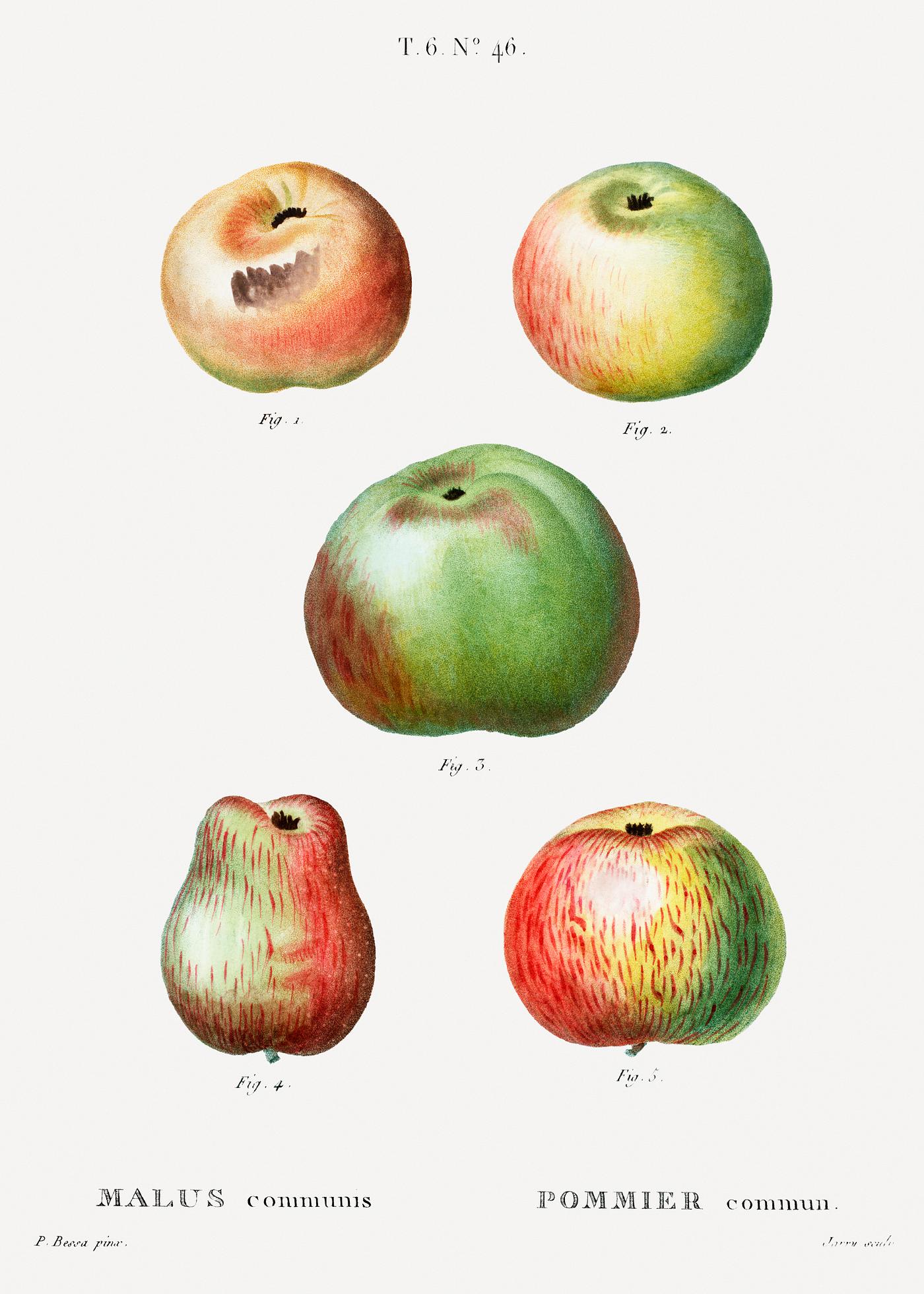Apple, Malus communis from Traité des Arbres et Arbustes que l'on cultive en France en pleine terre (1801–... Apple, Malus communis from Traité des Arbres et Arbustes que l'on cultive en France en pleine terre (1801–...