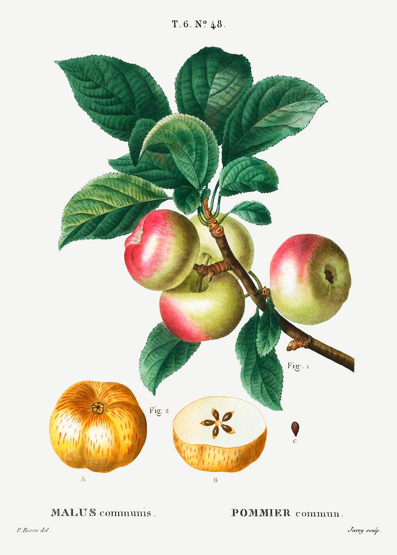 Apple (Malus communis) from Traité des Arbres et Arbustes que l’on cultive en France en pleine terre…