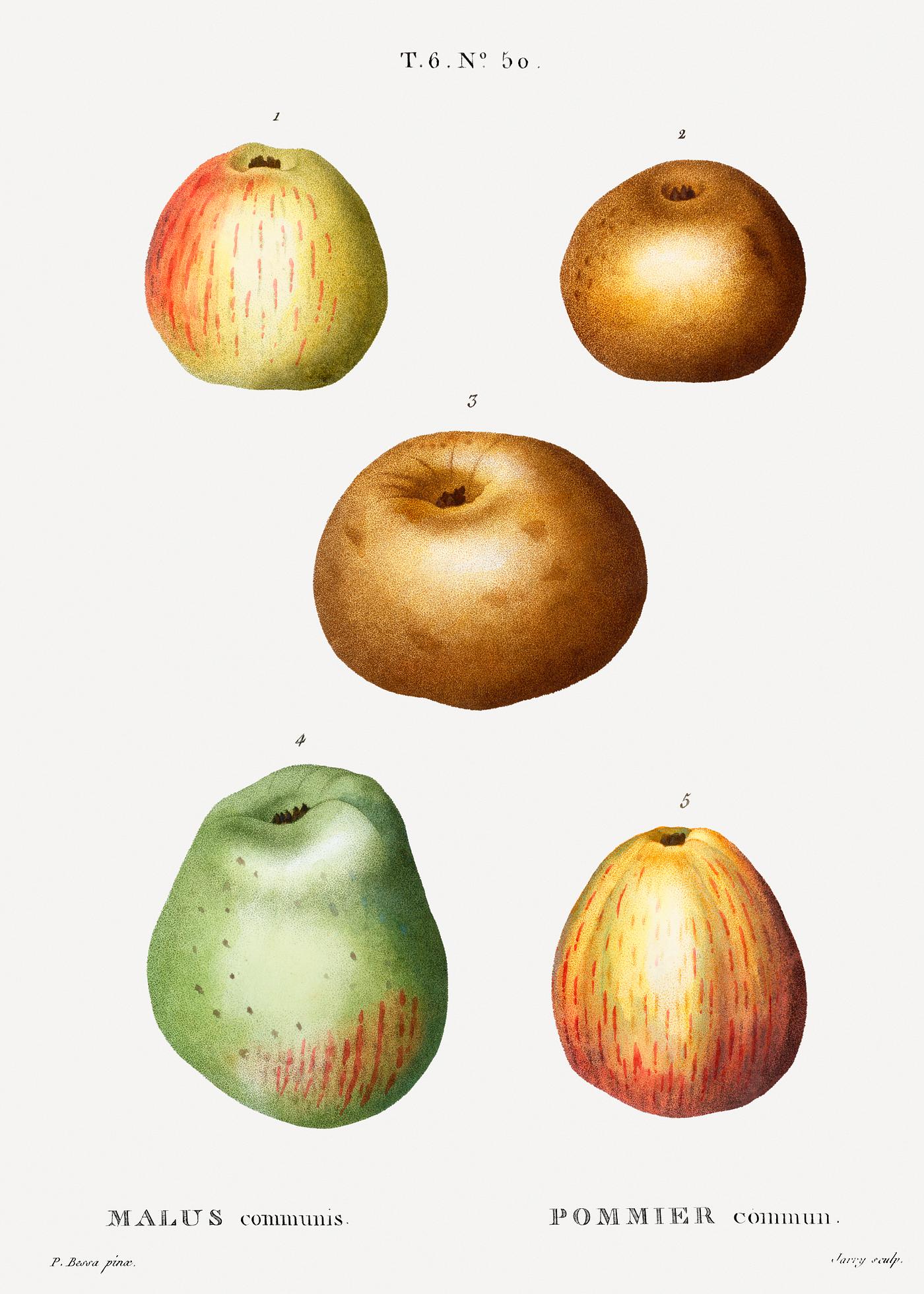 Apple, Malus communis from Traité des Arbres et Arbustes que l'on cultive en France en pleine terre (1801–... Apple, Malus communis from Traité des Arbres et Arbustes que l'on cultive en France en pleine terre (1801–...