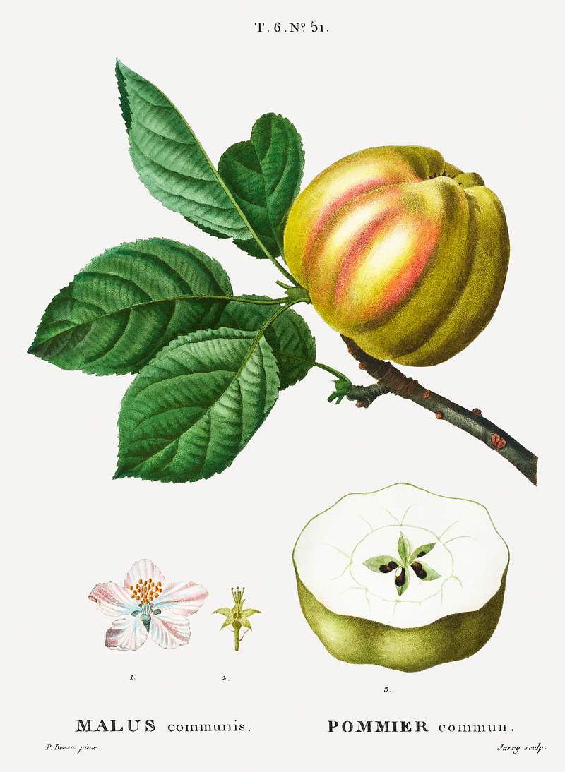 Apple, Malus communis from Traité des Arbres et Arbustes que l'on cultive en France en pleine terre (1801–1819)…