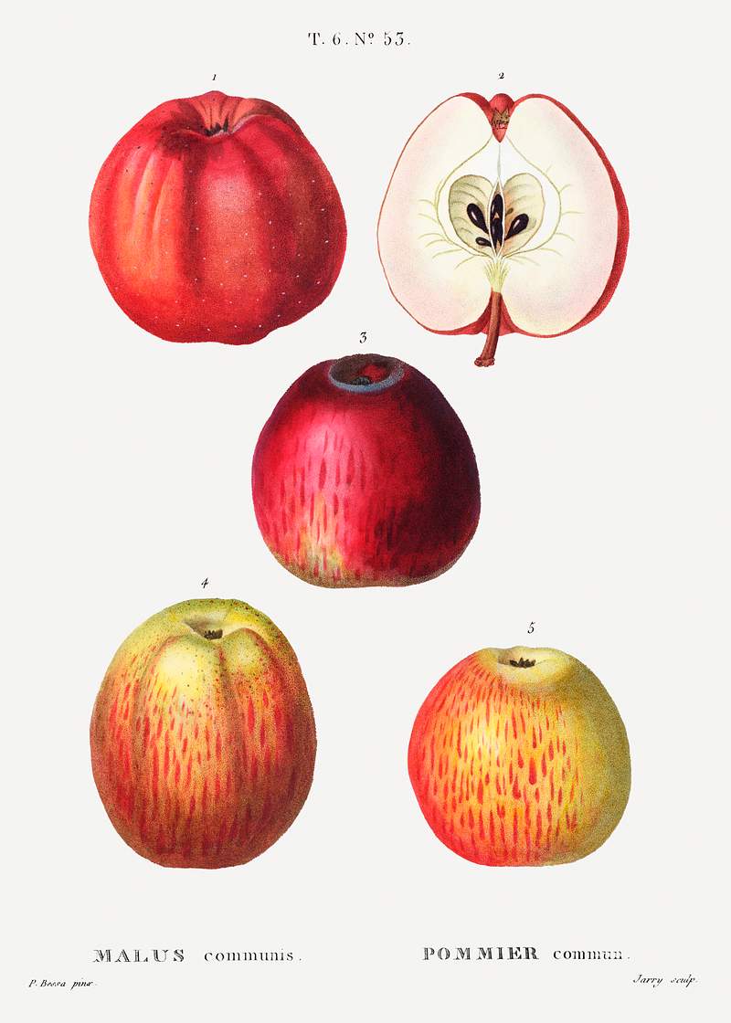 Apple, Malus communis from Traité des Arbres et Arbustes que l'on cultive en France en pleine terre (1801–1819)…
