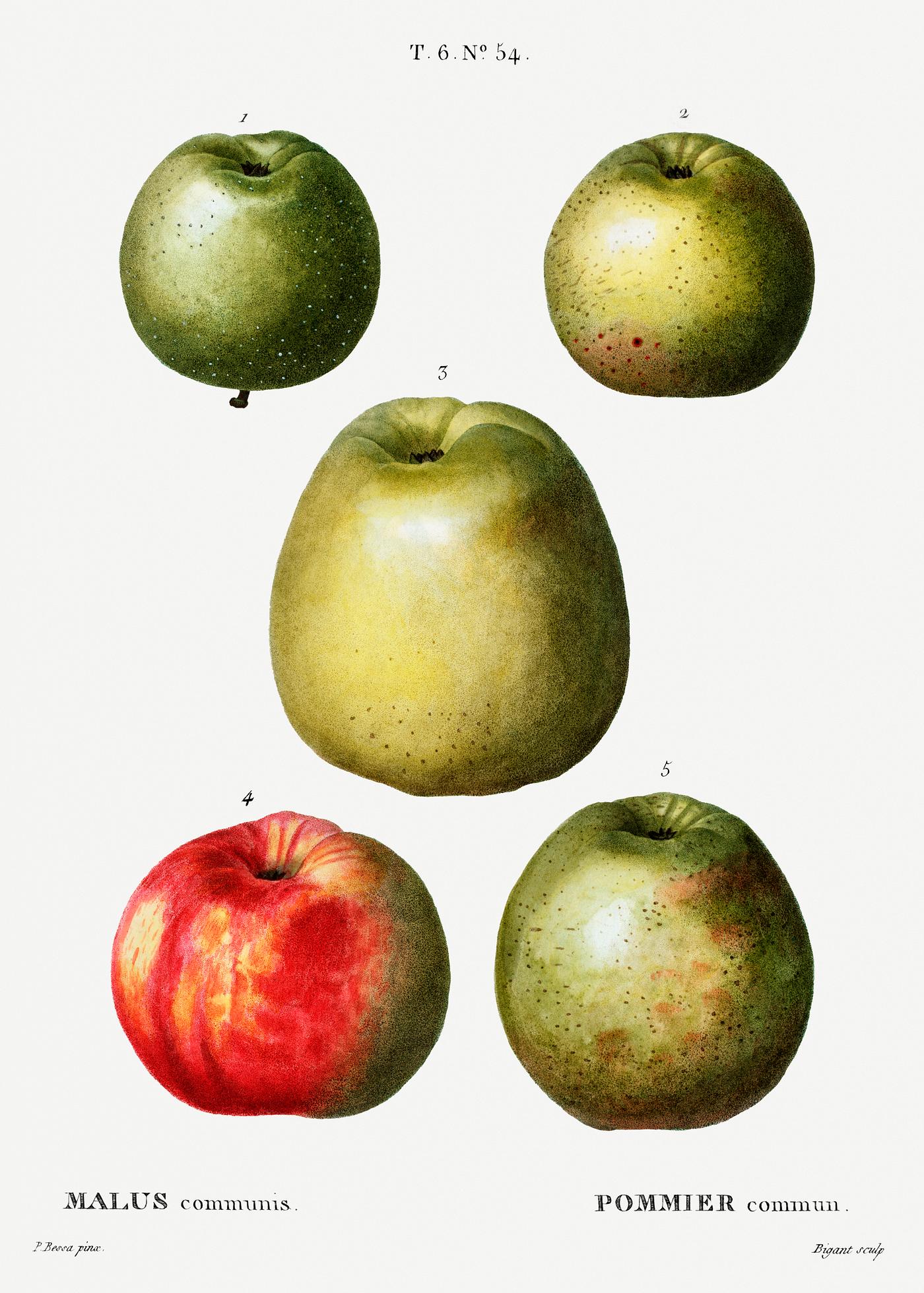 Apple (Malus communis) from Traité des Arbres et Arbustes que l’on cultive en France en pleine terre (1801... Apple (Malus communis) from Traité des Arbres et Arbustes que l’on cultive en France en pleine terre (1801...