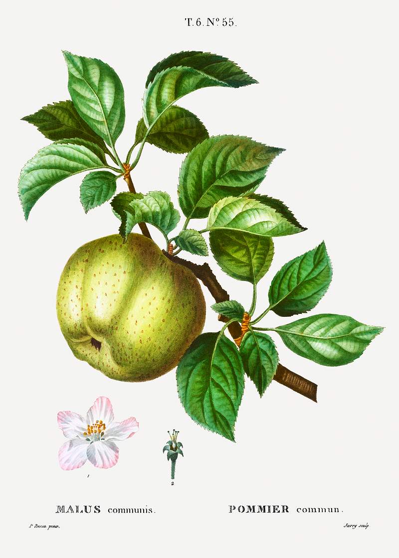 Apple (Malus communis) from Traité des Arbres et Arbustes que l’on cultive en France en pleine terre…
