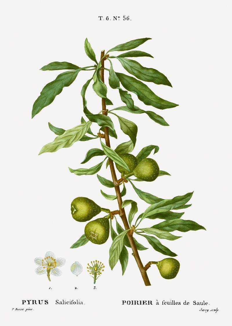 Willow-leaved pear, Pyrus salicifolia from Traité des Arbres et Arbustes que l'on cultive en France en pleine terre…