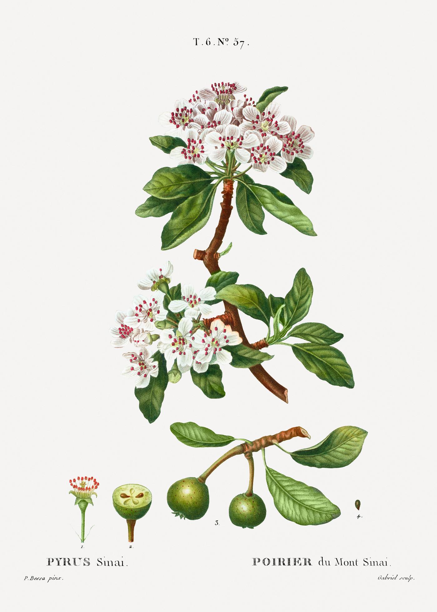Almond-leaved pear, Pyrus sinai from Traité des Arbres et Arbustes que l'on cultive en France en pleine terre (... Almond-leaved pear, Pyrus sinai from Traité des Arbres et Arbustes que l'on cultive en France en pleine terre (...