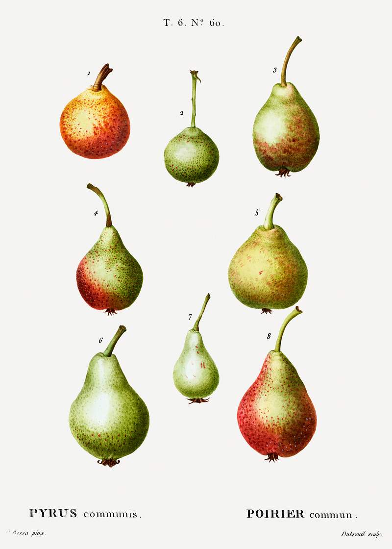 Pear, Pyrus communis from Traité des Arbres et Arbustes que l'on cultive en France en pleine terre (1801–1819)…