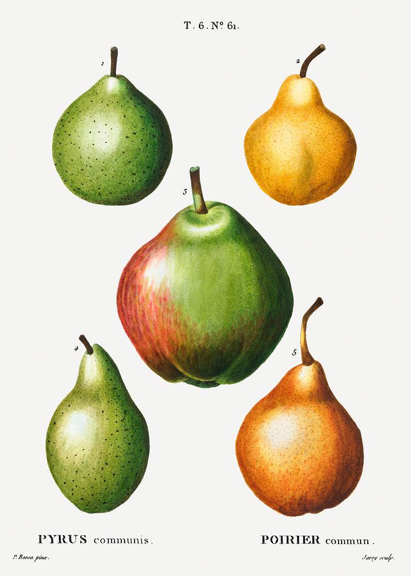 Pear, Pyrus communis from Traité des Arbres et Arbustes que l'on cultive en France en pleine terre (1801–1819)…