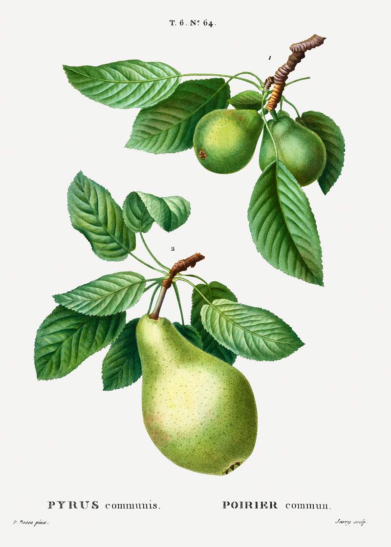 Pear, Pyrus communis from Traité des Arbres et Arbustes que l'on cultive en France en pleine terre (1801–1819)…