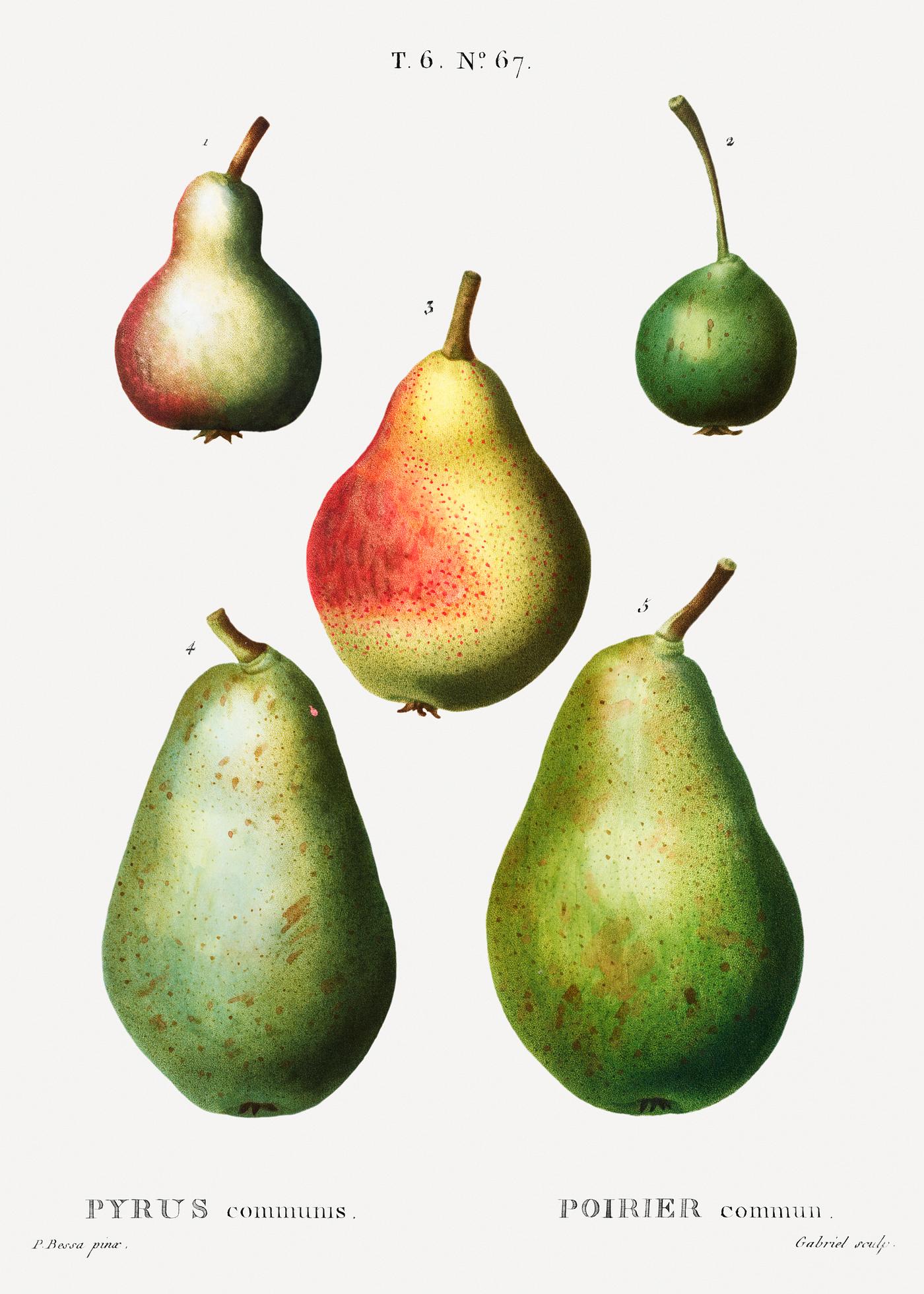 Pear, Pyrus communis from Traité des Arbres et Arbustes que l'on cultive en France en pleine terre (1801–... Pear, Pyrus communis from Traité des Arbres et Arbustes que l'on cultive en France en pleine terre (1801–...