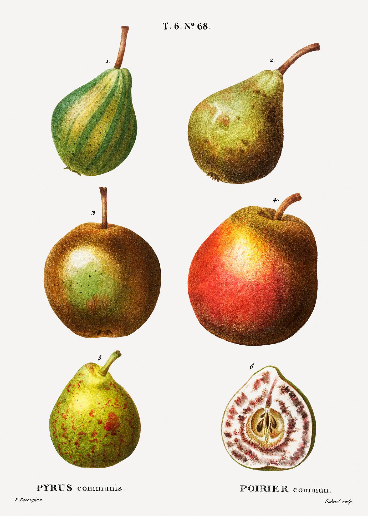 Pear, Pyrus communis from Traité des Arbres et Arbustes que l'on cultive en France en pleine terre (1801–... Pear, Pyrus communis from Traité des Arbres et Arbustes que l'on cultive en France en pleine terre (1801–...