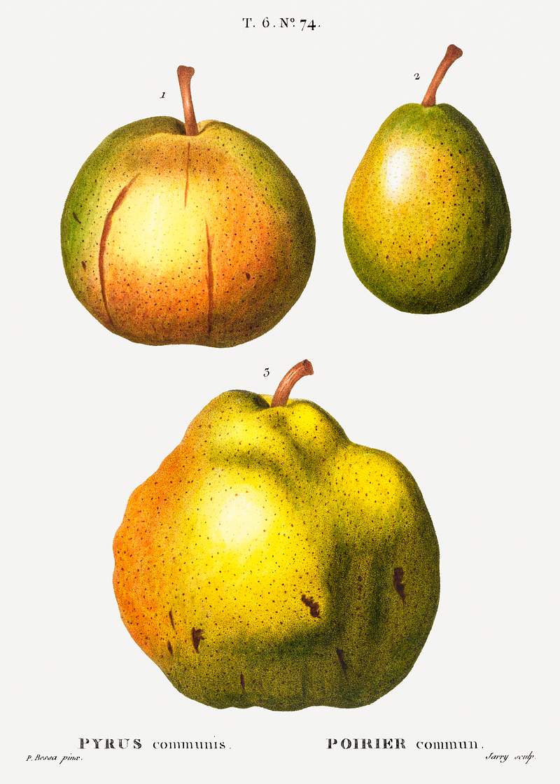Pear, Pyrus communis from Traité des Arbres et Arbustes que l'on cultive en France en pleine terre (1801–1819)…