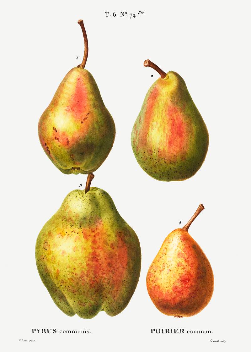 4 more varities of pears (Poirier commun) from Traité des Arbres et Arbustes que l’on cultive en France en…