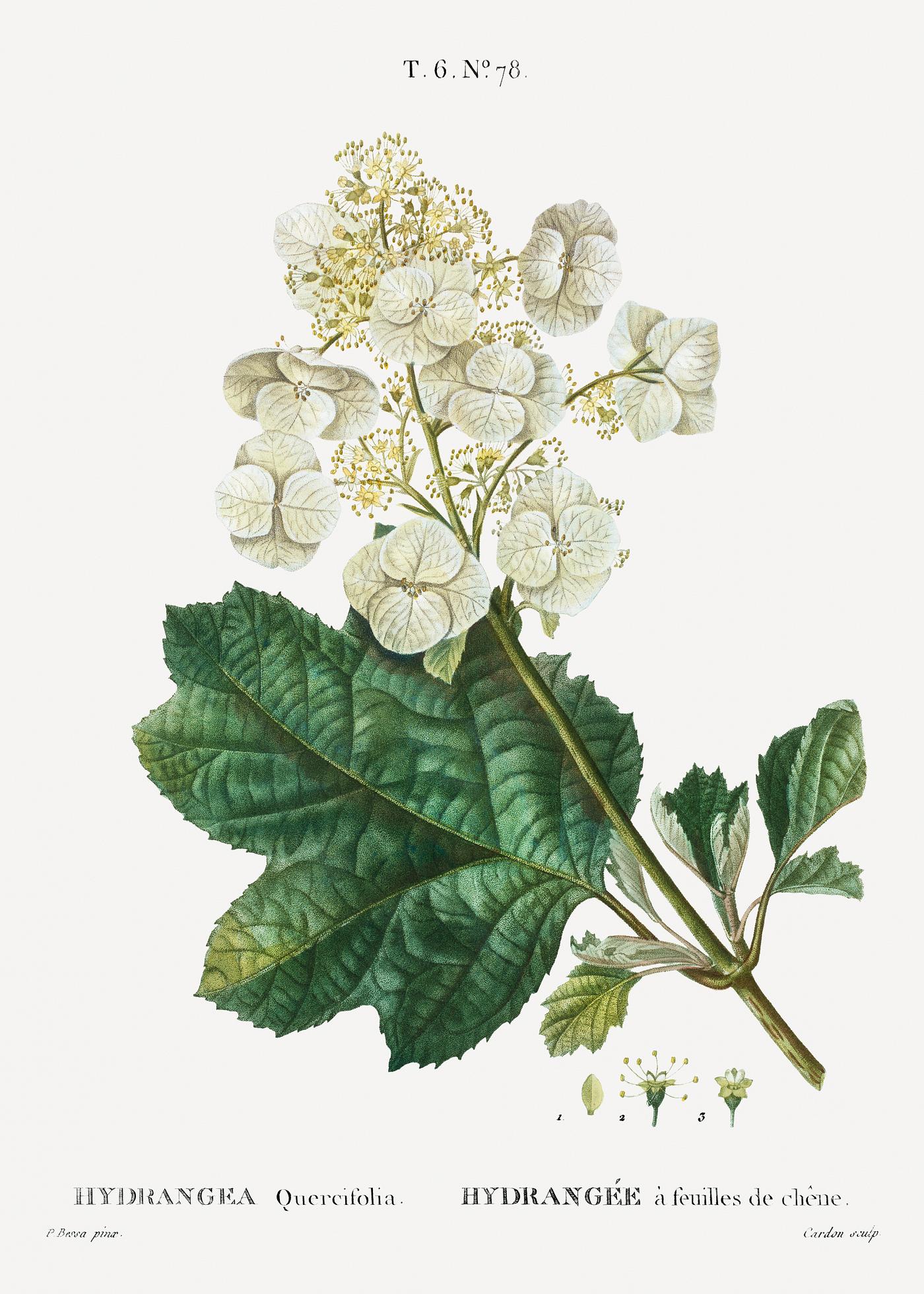 Oakleaf hydrangea (Hydrangea quercifolia) from Traité des Arbres et Arbustes que l’on cultive en France en... Oakleaf hydrangea (Hydrangea quercifolia) from Traité des Arbres et Arbustes que l’on cultive en France en...