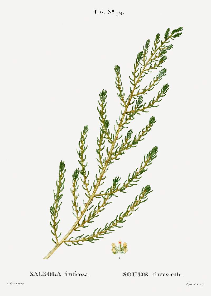 Shrubby seablight, Salsola fruticosa from Traité des Arbres et Arbustes que l'on cultive en France en pleine terre…