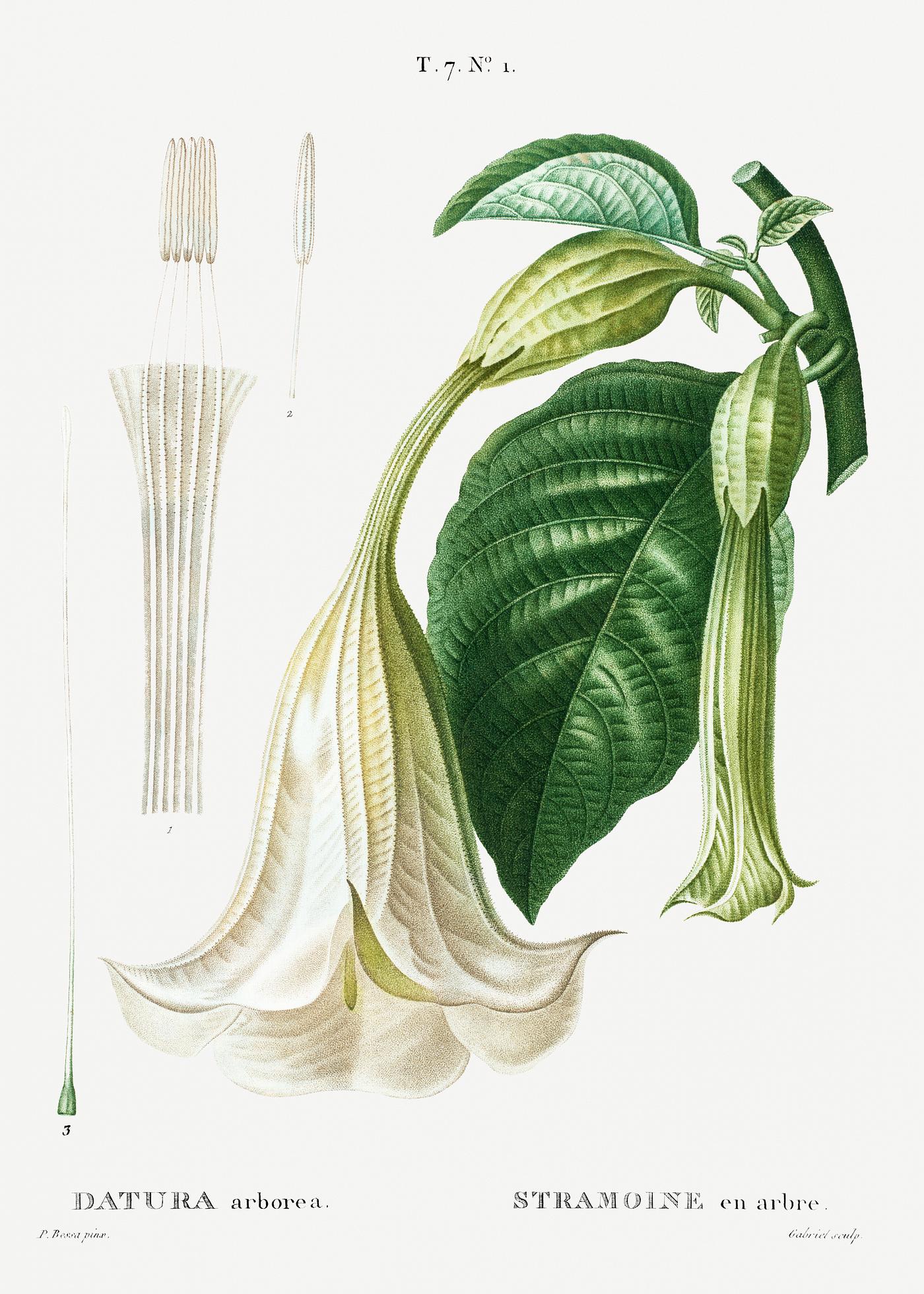 Angel's trumpet (Datura arborea) from Traité des Arbres et Arbustes que l’on cultive en France en pleine... Angel's trumpet (Datura arborea) from Traité des Arbres et Arbustes que l’on cultive en France en pleine...
