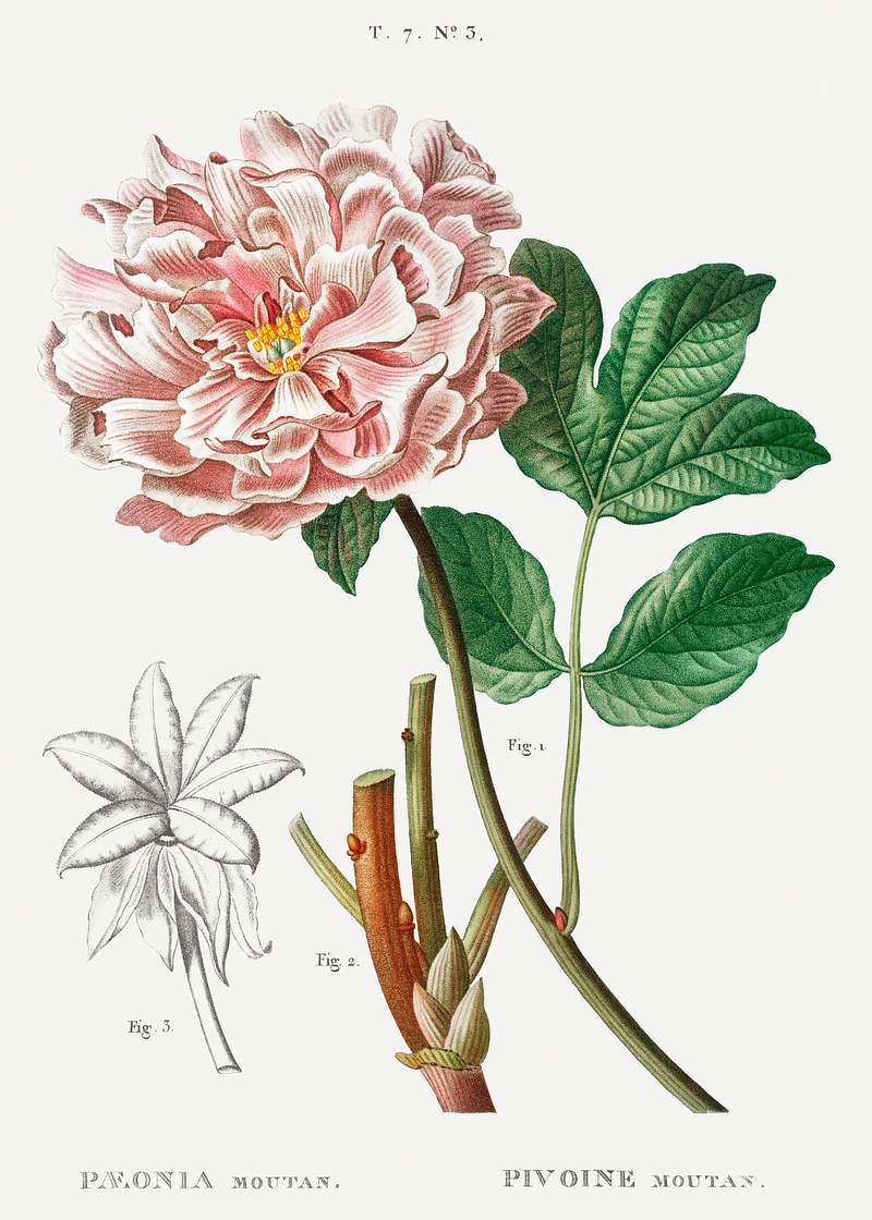 Moutan peony (Pivoine moutan) from Traité des Arbres et Arbustes que l’on cultive en France en pleine terre…