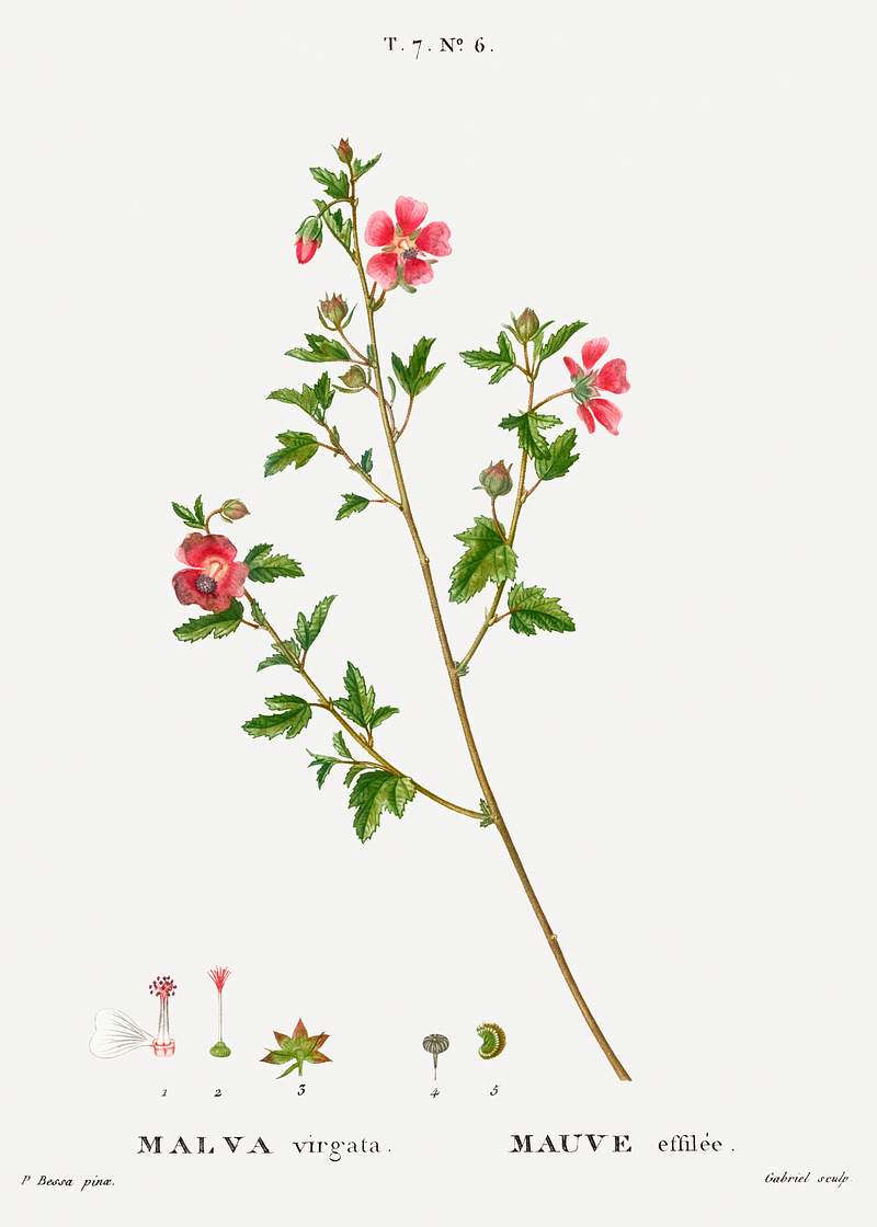 Cape African-queen, Malva virgata from Traité des Arbres et Arbustes que l'on cultive en France en pleine terre…