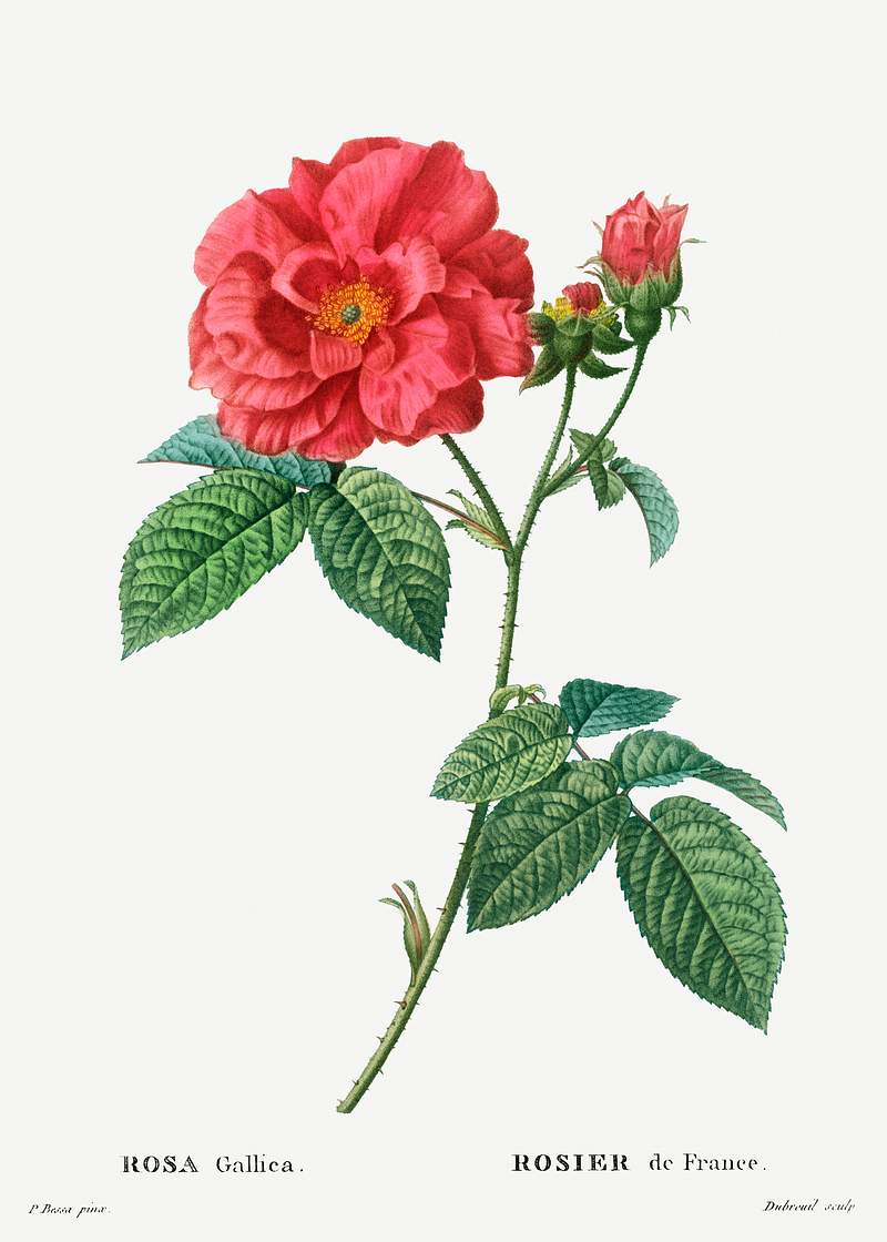 French rose (Rosa gallica) from Traité des Arbres et Arbustes que l’on cultive en France en pleine terre…