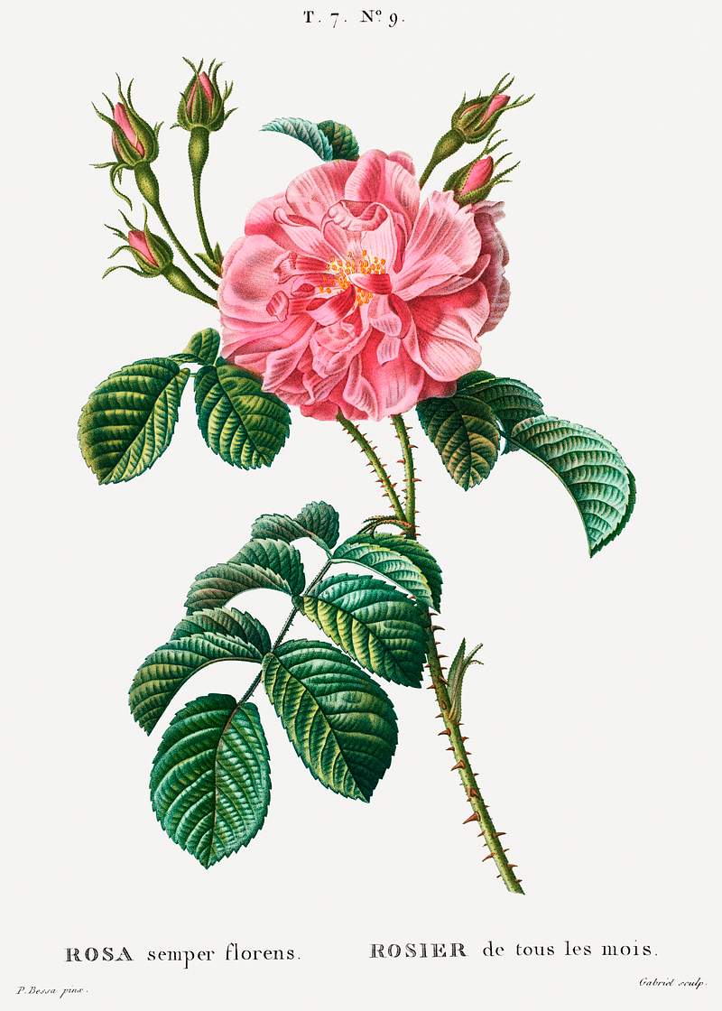Ever-blowing Rose (Rosa semper florens) from Traité des Arbres et Arbustes que l’on cultive en France en pleine…