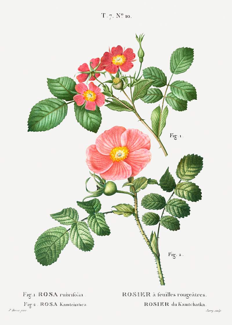 1. Redleaf rose (Rosa rubrifolia) 2. Japanese rose (Rosa kamtchatica) from Traité des Arbres et Arbustes que…