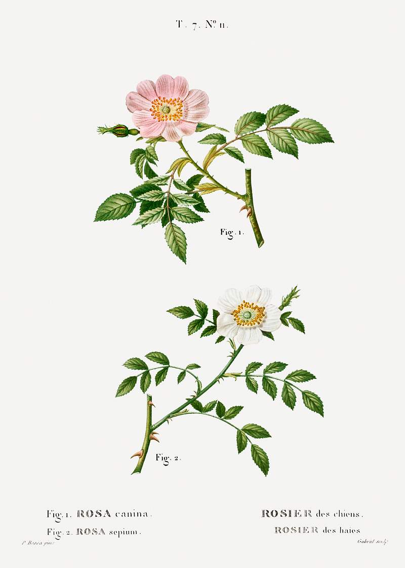 Dog rose and wild rose 1. Dog rose, Rosa canina 2. Wild rose, Rosa sepium from Traité des Arbres et Arbustes que l'on cultive en France en…