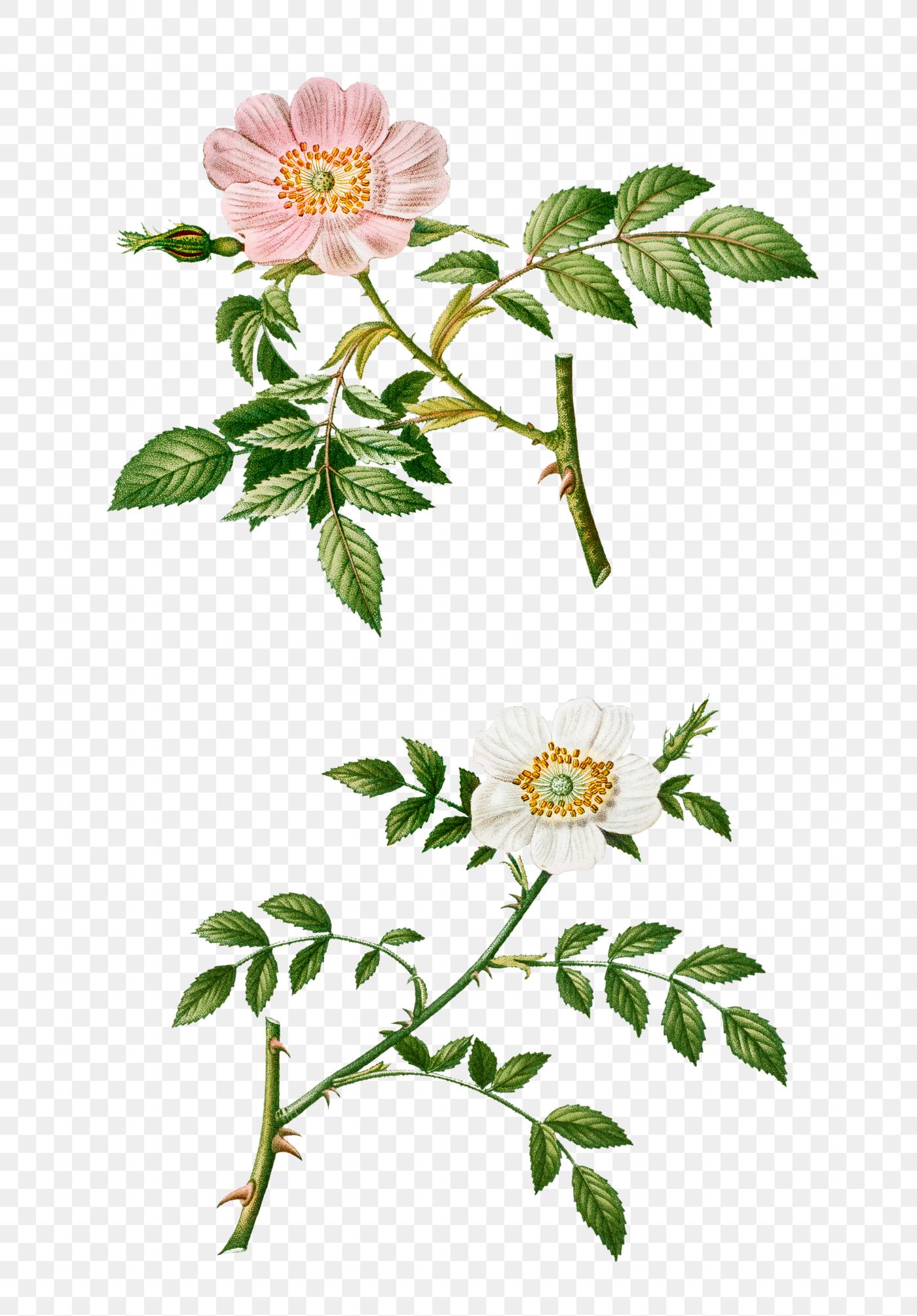 Dog rose and wild rose | Free transparent png - 569334