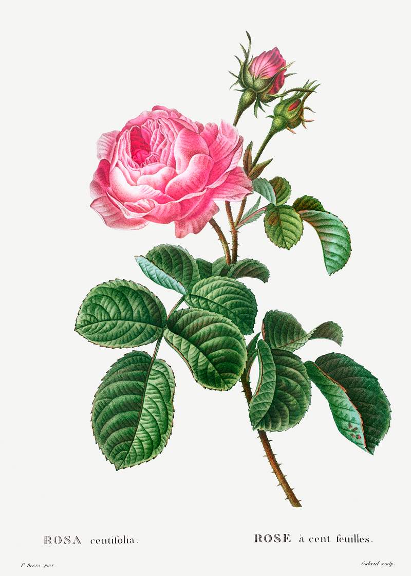 Cabbage rose (Rosa centifolia) from Traité des Arbres et Arbustes que l’on cultive en France en pleine terre…