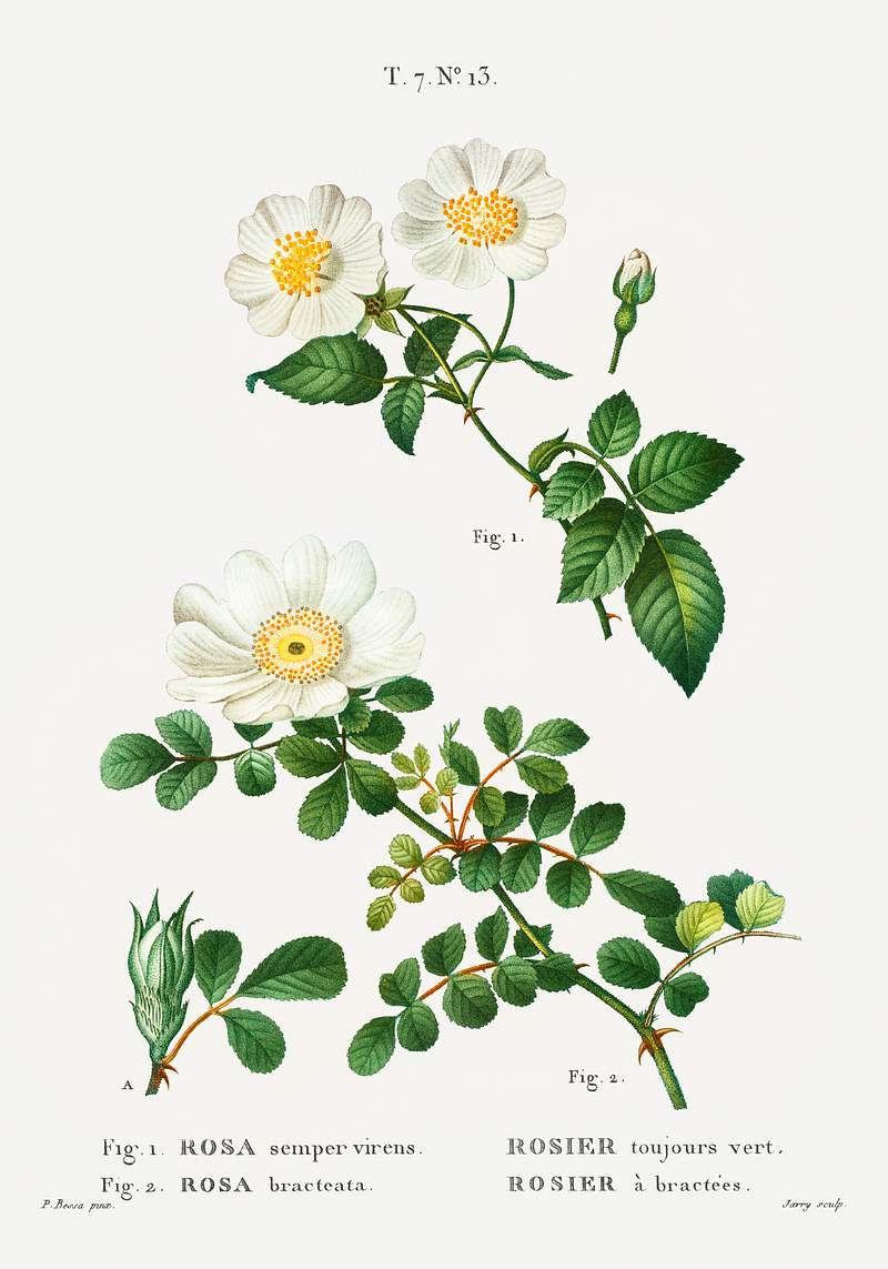 White Rose of York - Scotch Rose (Rosa alba) from Traité des Arbres et Arbustes que l’on cultive en France en…