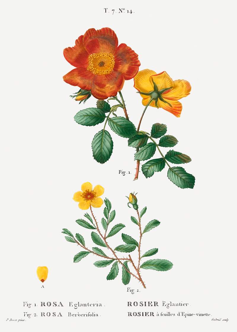 1. Sweetbriar rose, Rosa eglanteria 2. Hulthemia rose, Rosa berberifolia from Traité des Arbres et Arbustes que l'on…