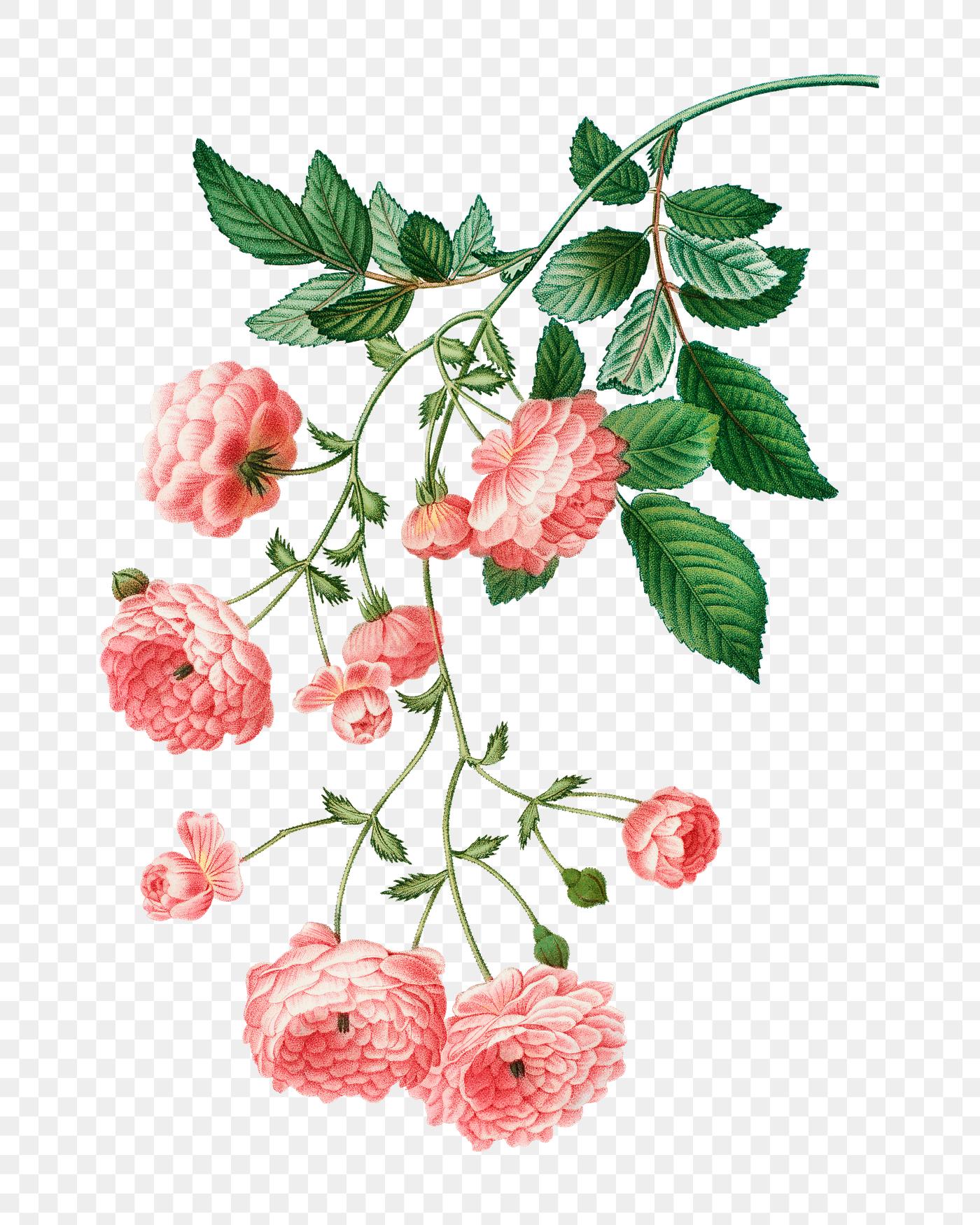 Pink Rambler roses | Free stock illustration - 569363