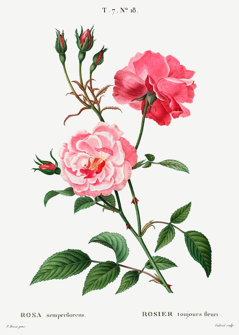 Ever-blowing rose (Rosa semperflorens) from Traité des Arbres et Arbustes que l’on cultive en France en pleine…