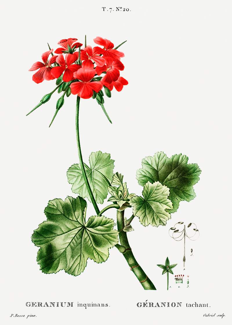 Scarlet geranium (Geranium inquinans) from Traité des Arbres et Arbustes que l’on cultive en France en pleine…