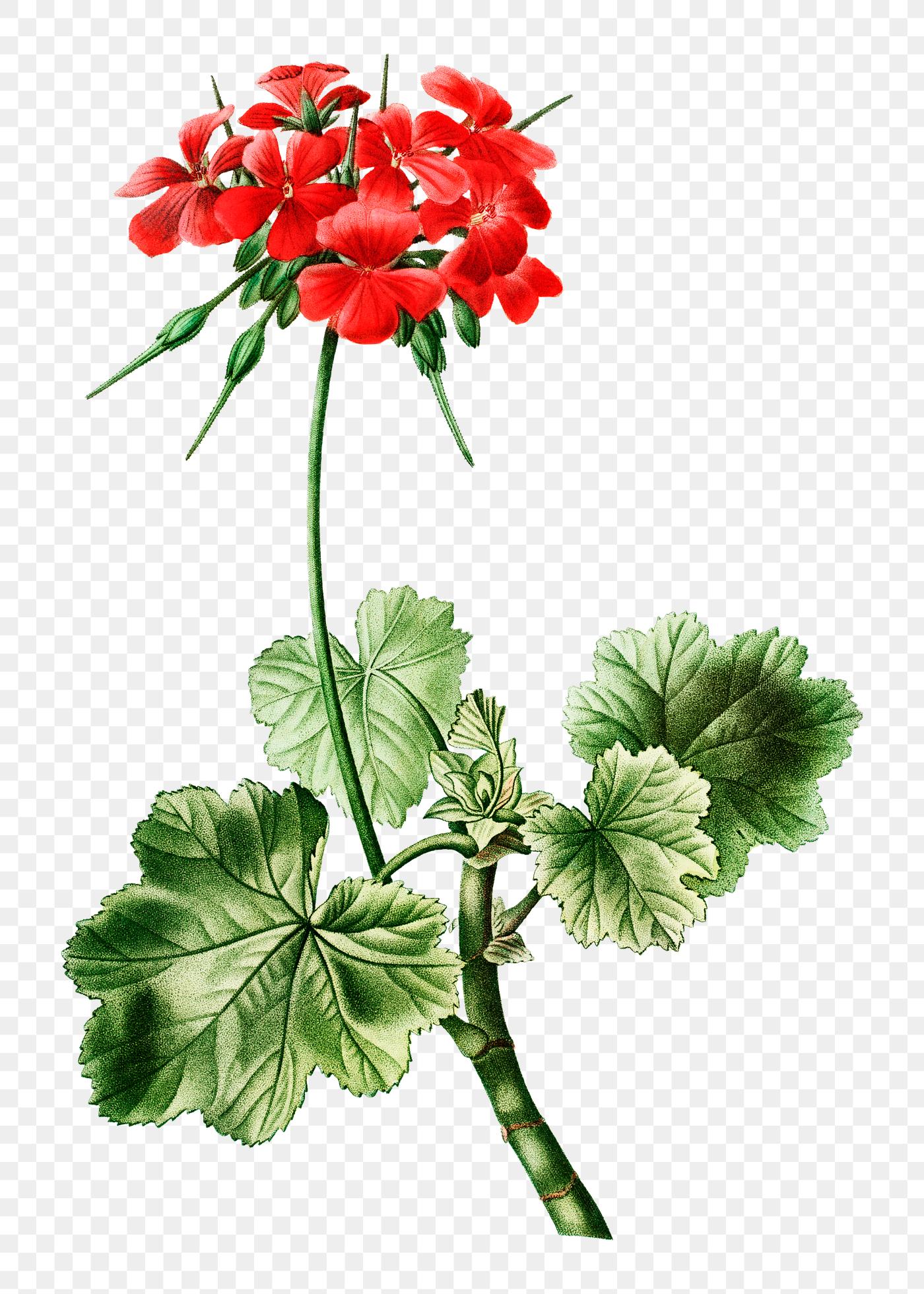 Scarlet geranium plant | Free transparent png - 569448