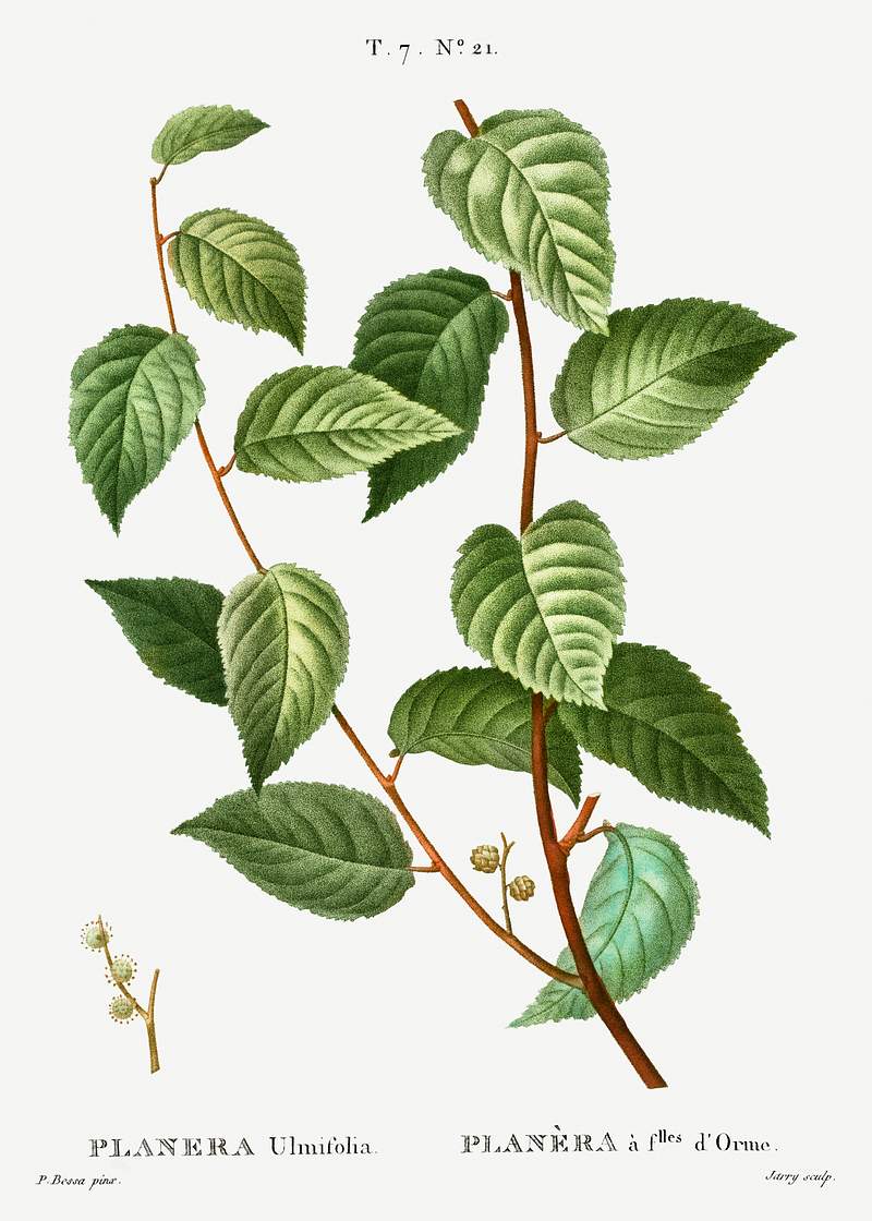 Planer tree (Planera ulmifolia) from Traité des Arbres et Arbustes que l’on cultive en France en pleine terre…